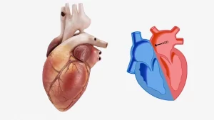 kalp deliği görseli