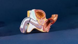 Penis Enlargement Surgery İn İstanbul