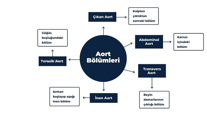 Aort Bölümleri