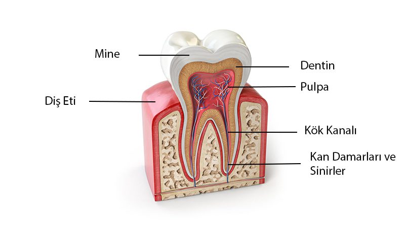 Diş Anatomisi