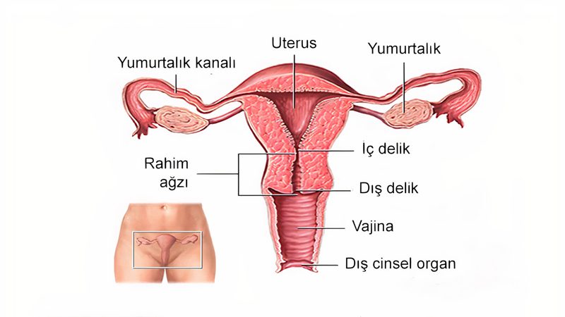 Rahim Anatomisi