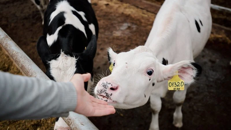 Brusella ile Enfekte Hayvana Uzanan El