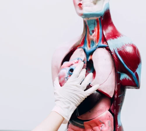 transplantasyon cerrahisi organ nakli