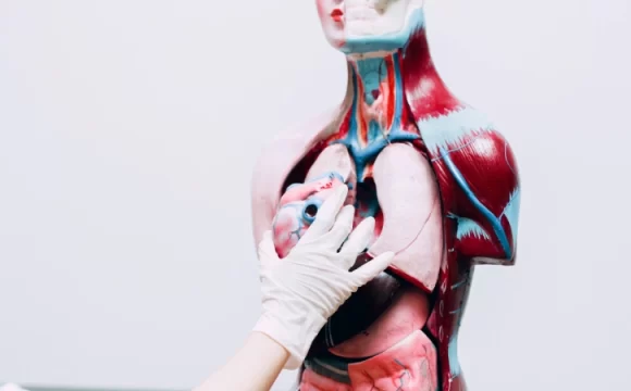 transplantasyon cerrahisi organ nakli