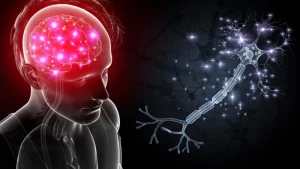 Beyin ve Damar Hastalıkları Hakkında Bilinmesi Gerekenler- insan beyni ve damarları