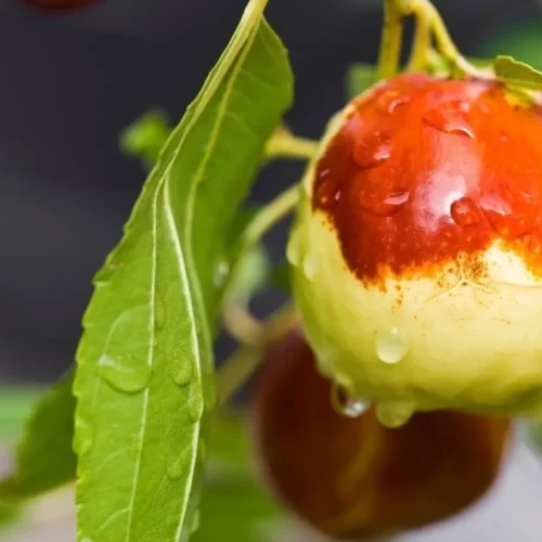 Hünnap Nedir? Hünnap Faydaları Nelerdir?