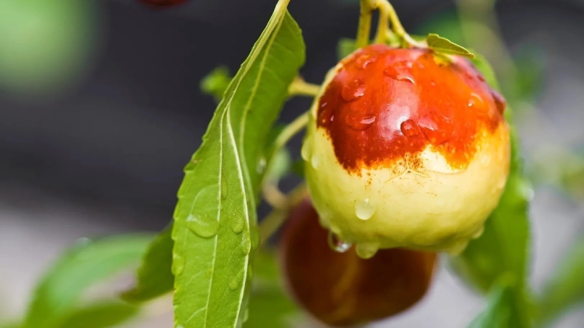 Hünnap Nedir? Hünnap Faydaları Nelerdir?