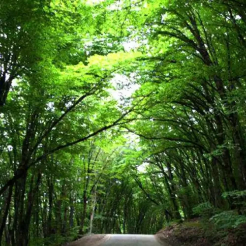 Belgrad Forest